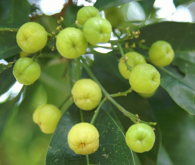 多要素氣象站：油柑種植需要什么樣的氣候條件？